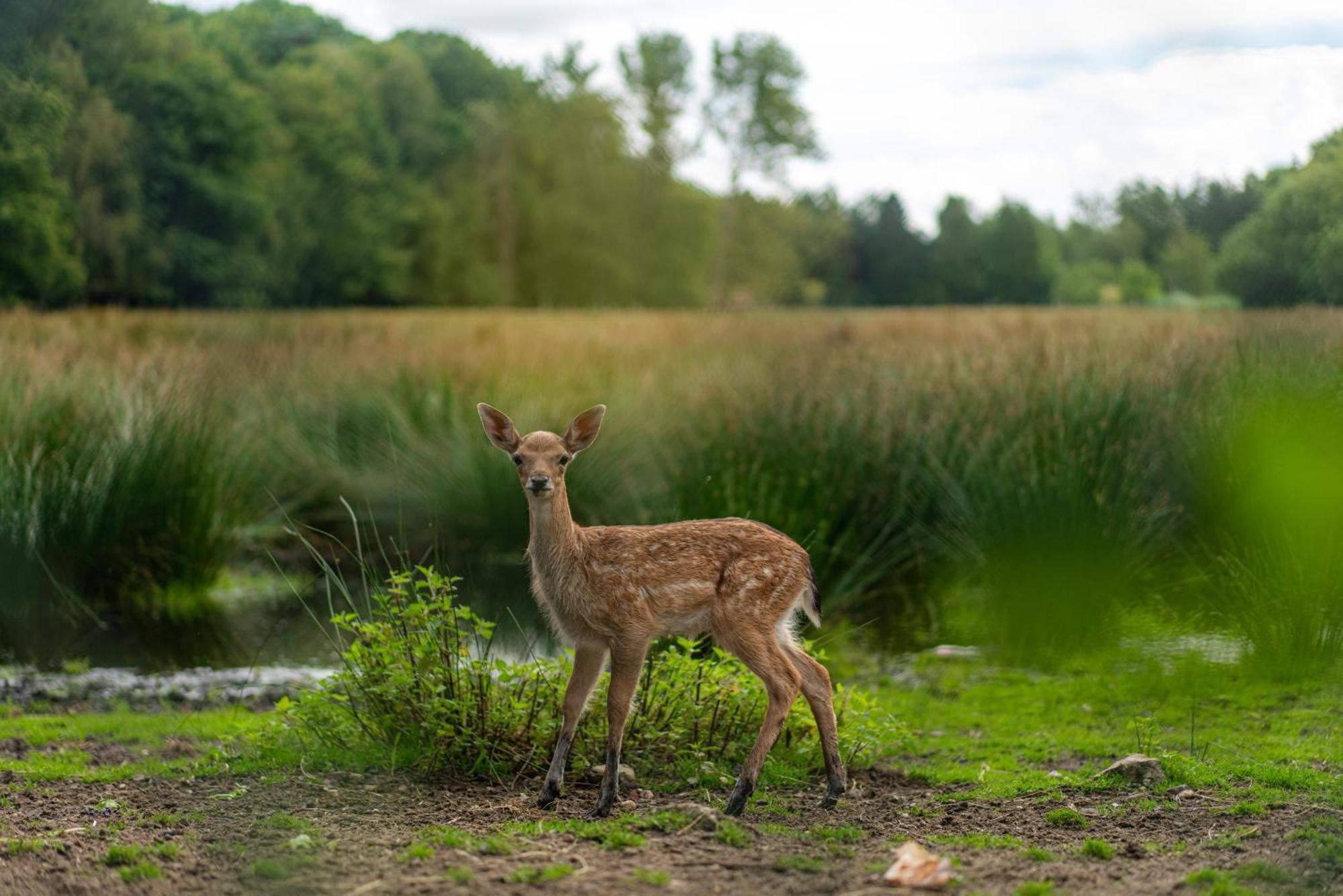 Vakantie-Hengelhoef Aan de Wolfsberg Eksteriør billede